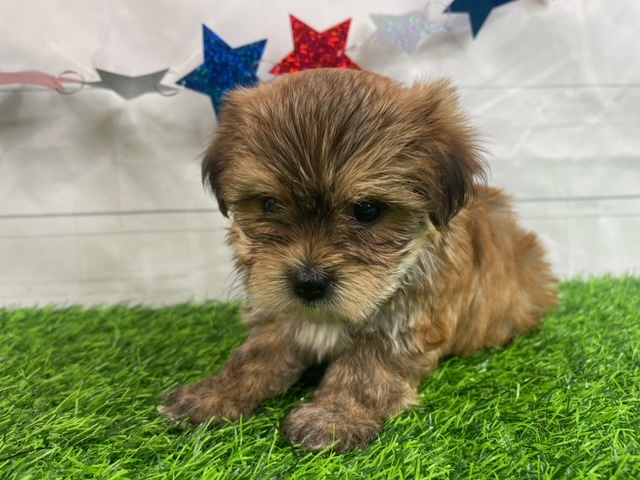 puppy, for, sale, Yorkie/Maltese, Alisa  Breedlove, dog, breeder, Waynesville, MO, dog-breeder, puppy-for-sale, forsale, nearby, find, puppyfind, locator, puppylocator, aca